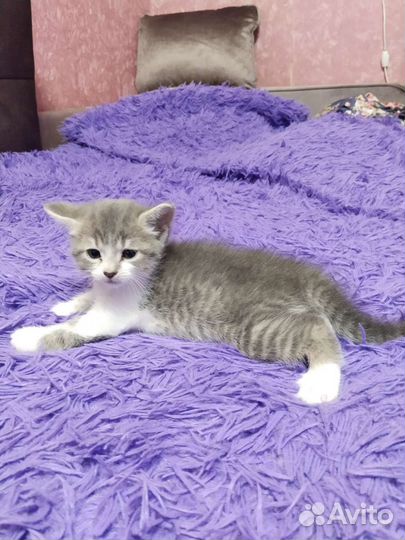 Обыкновенные котята не породистые