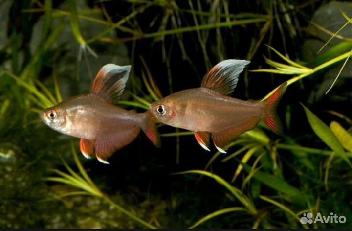 Рыбки аквариумные розница опт