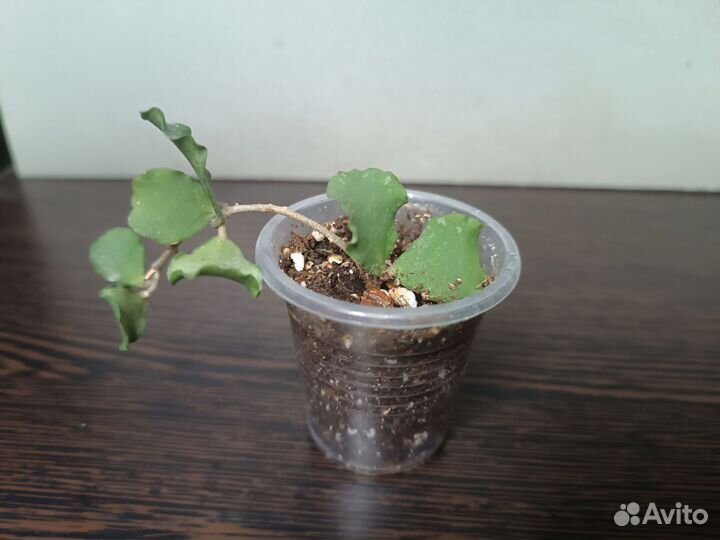 Хойи сортовые