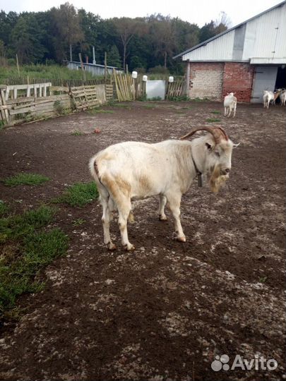 Продам дойных коз