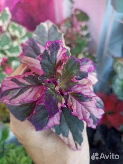 Фикус Пумила 2 сорта, Церопегия 3 сорта, и др