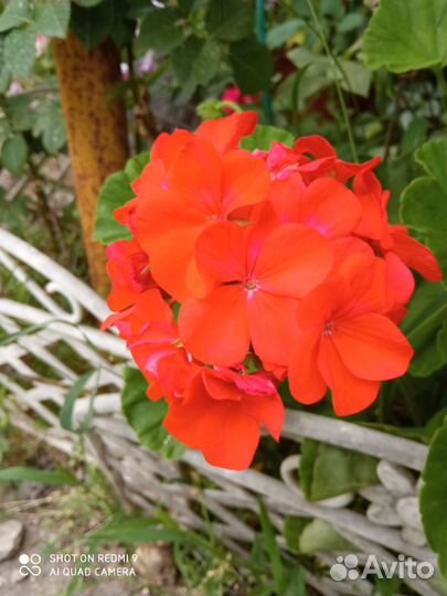 Цветы многолетники