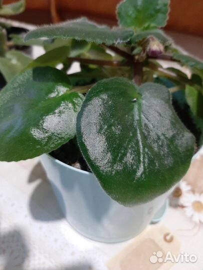 Аглоонема, Герань, Сансевиерия, Фиалки