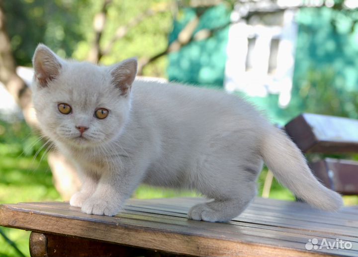 Британский котенок, девочка
