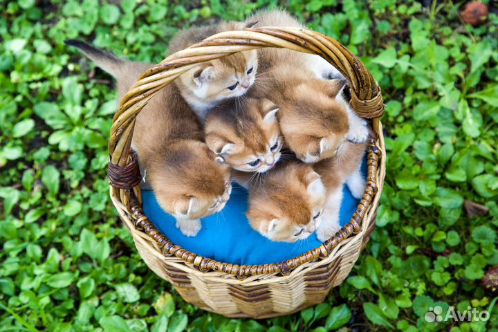 Корзинка золотых шиншилят