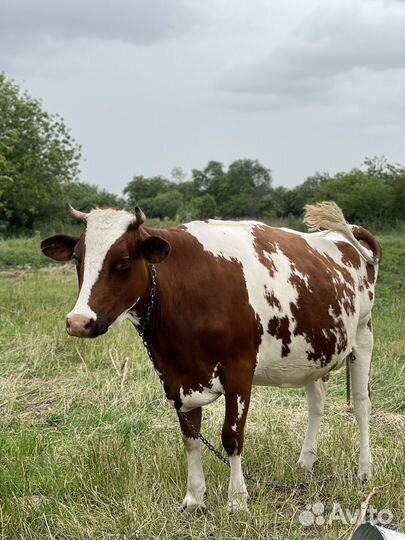 Коровы дойные молочные ставропольский край