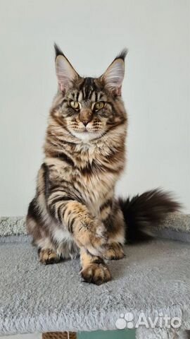 Котята мейн-кун Питомник