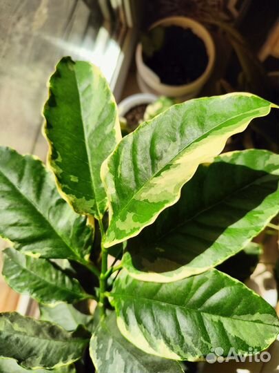 Хойя мультифлора вариегата