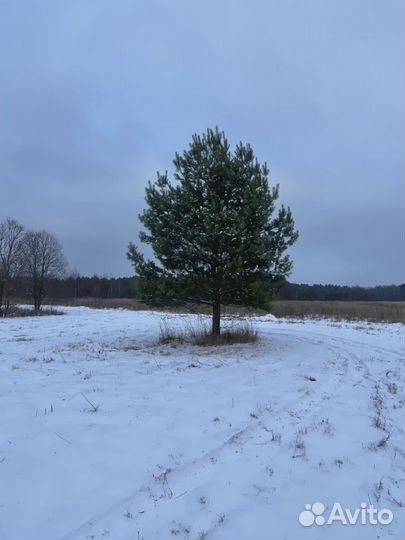 Сосна обыкновенная