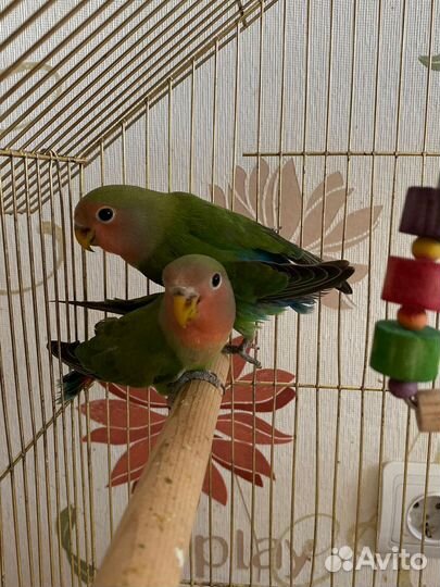 Попугаи неразлучники птенцы