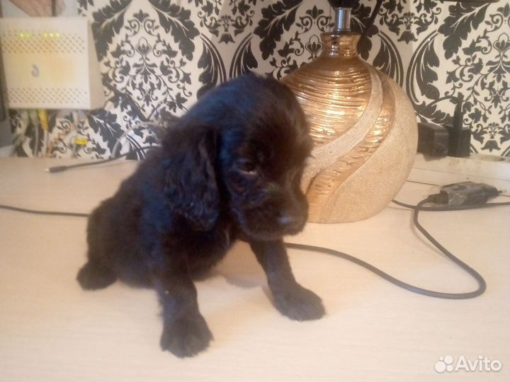 Собака русский спаниэль