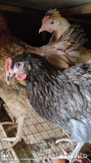 Куры молодки Доминант