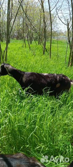 Продается козочка Ламанча