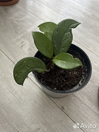 Хойя карноза, мясистая