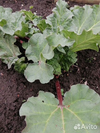 Многолетние садовые растения