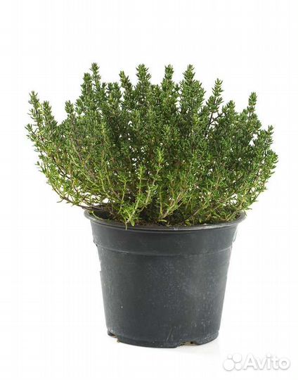 Тимьян ползучий, чабрец