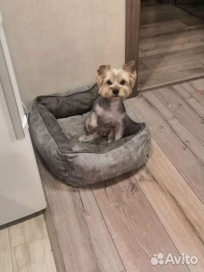 Йоркширский терьер Вязка