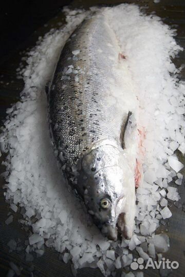 Рыба семга охлажденная