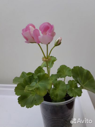 Герань розовая в стаканчике обычная