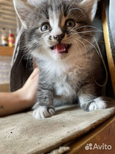 Очень красивые котята