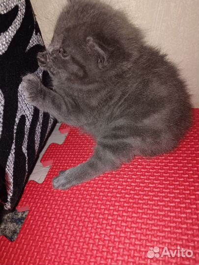 Шотландская