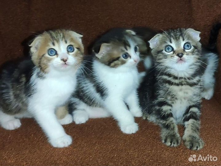 Вислоухие котята