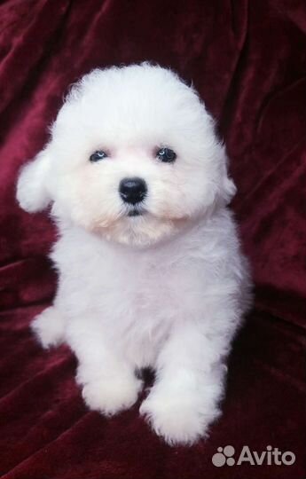 Щенки бишон фризе мини