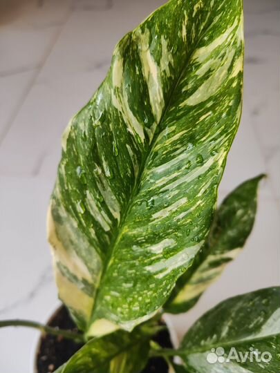 Спатифиллум gemini