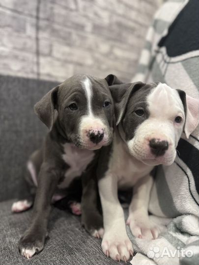 Голубые красавчики аст