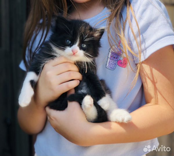 Отдам в добрые руки котят