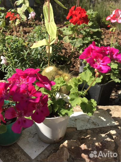 Пеларгония герань