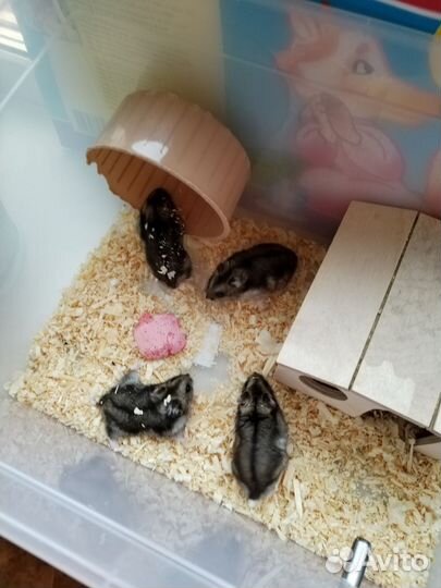 Джунгарский хомяк