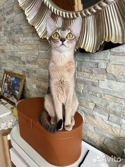 Забронирован Бриллиантовый абиссинский котенок