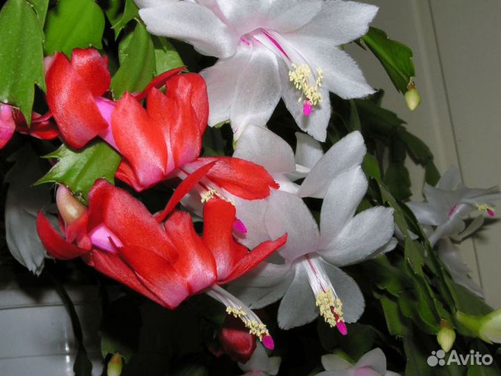 Декабрист Шлюмбергера (лат. Schlumbergera)