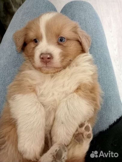 Аусси-австралийская овчарка