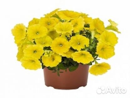 Вегетативная петуния, рассада овощей