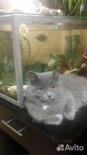 Британские котята