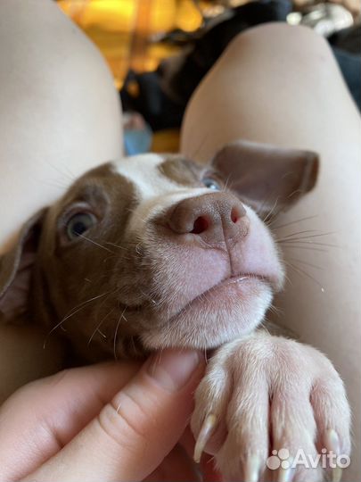 Щенки питбуля