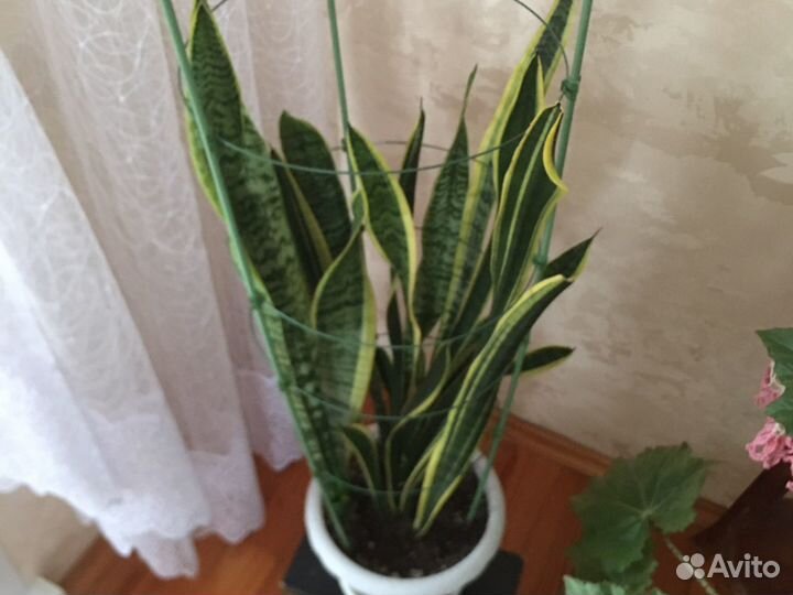 Сансевиерия