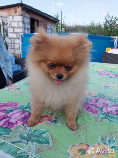 Продам карликовый шпиц