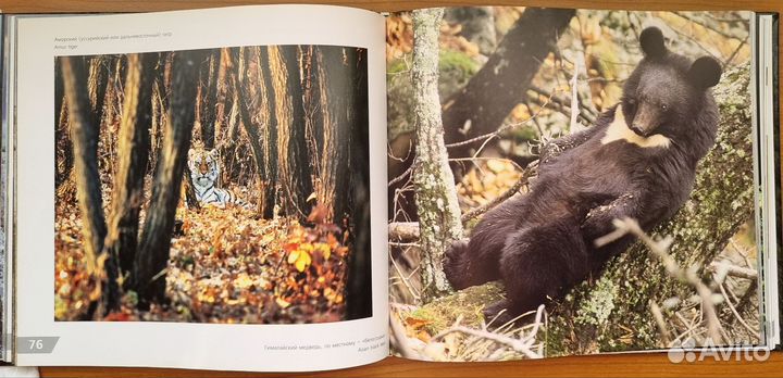 Природное наследие России. Гринпис. 2012