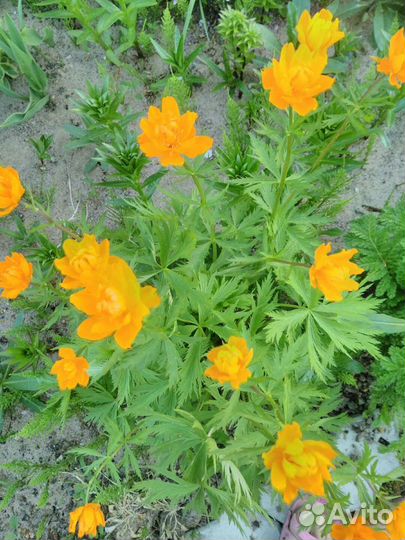 Многолетники