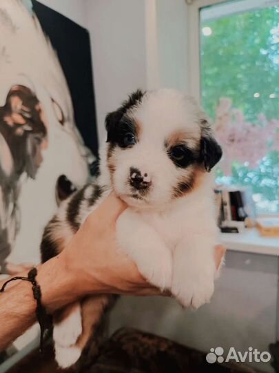 Щенки аусси