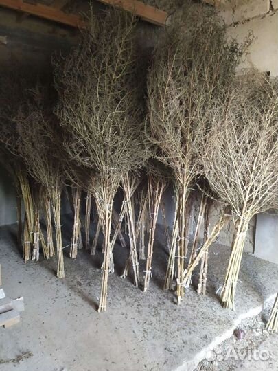 Метла для двора