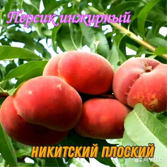 Саженцы персика инжирного и нектарина