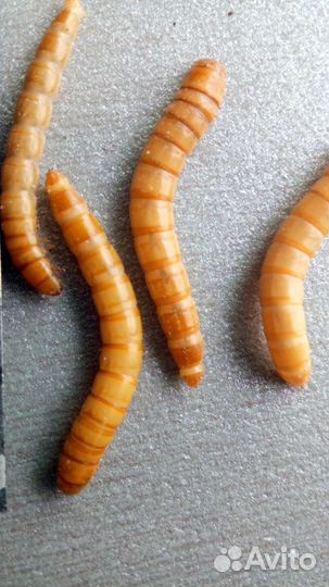 Мучной червь живой