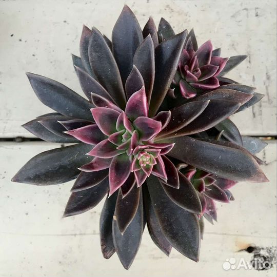 Эчеверия Серрана