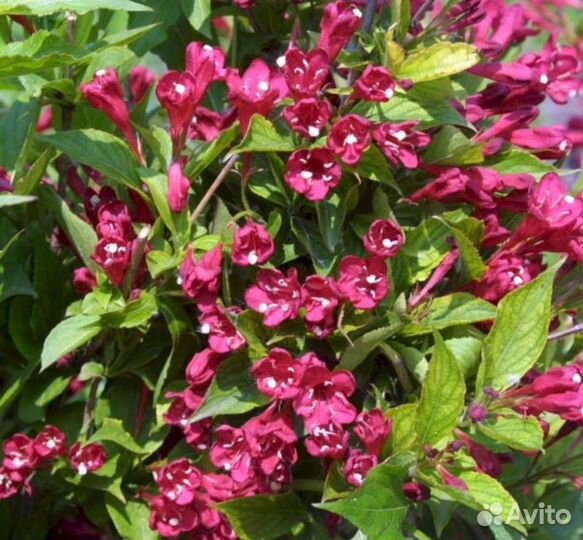 Вейгела Бристоль руби