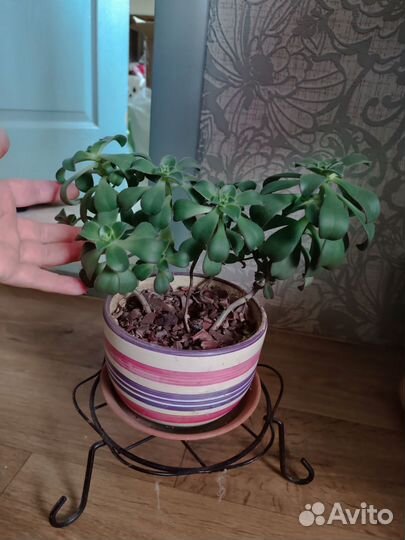Суккулент Эониум Киви