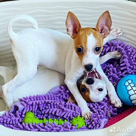 Милые крохи